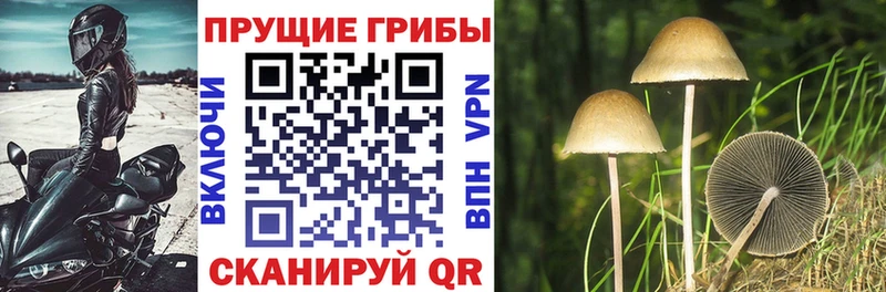 Купить  Петровск  Псилоцибиновые грибы Magic Shrooms 